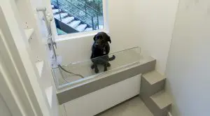 A black dog sits in a modern, elevated dog washing station with a handheld showerhead, glass divider, and steps—showcasing Bellevue Meydenbauer custom home design.